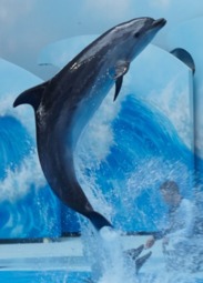 Цирк, Представления в центре океанографии и морской биологии "Дельфиния" 