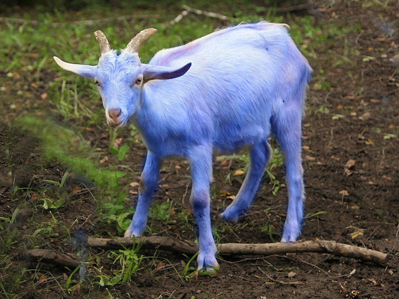 Самую гламурную козу выбрали в Литве